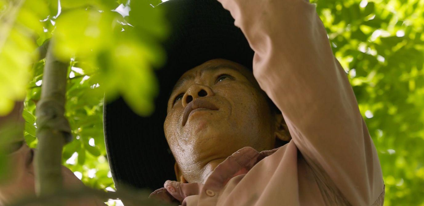 A farmer diligently tending the greenery at the Tư Tôn rose garden, a place that holds important turning points in the history of the Sa Đéc flower village.