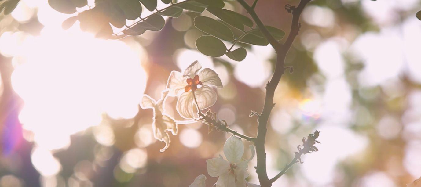 The rustic, poetic beauty of a flowering branch in the bright morning sun at the Tư Tôn rose garden.