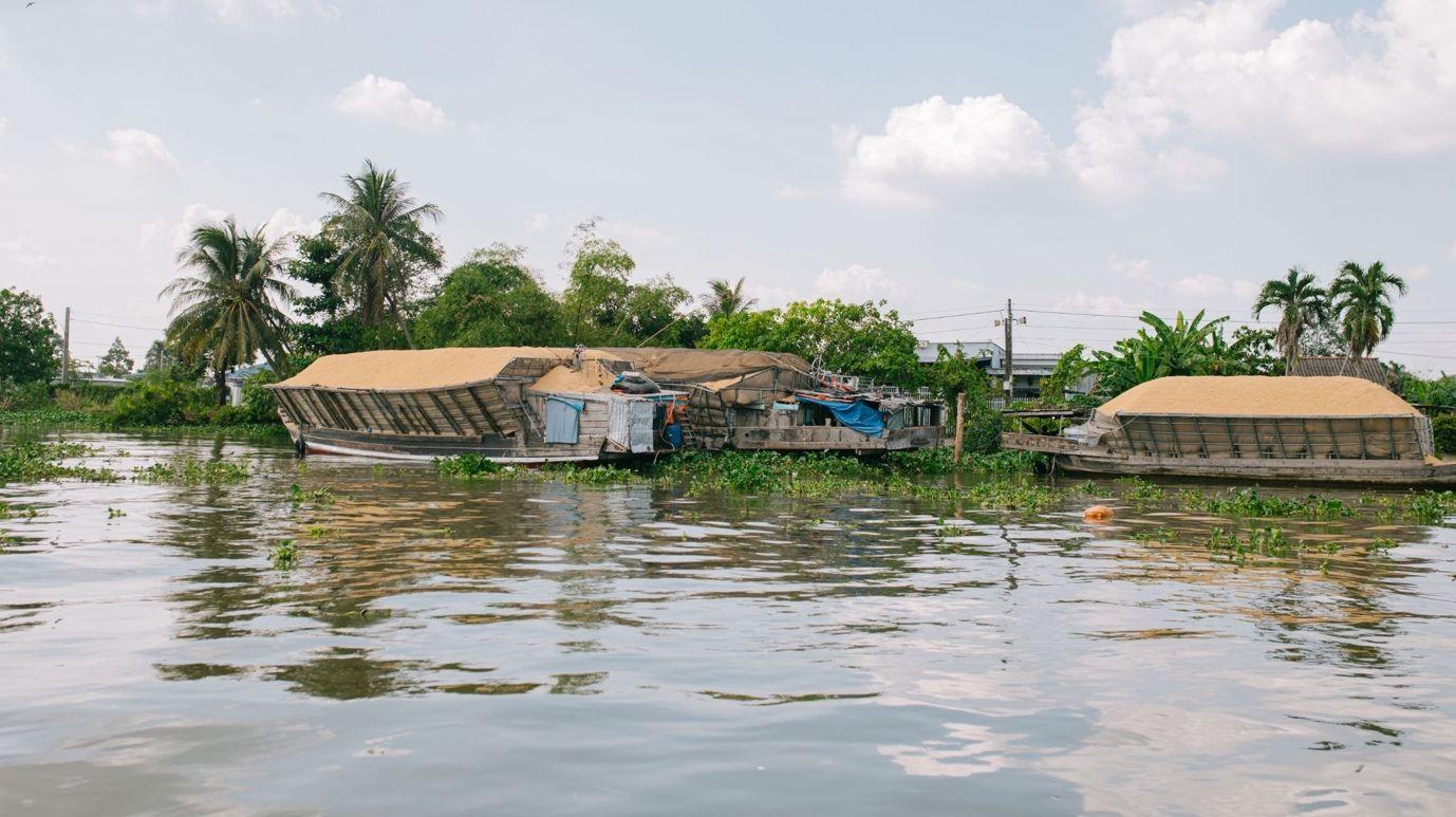 Large-tonnage boats laden with golden rice moored side by side, a beautiful image drawing visitors to experience Mekong river tourism and learn about Sa Đéc's merchant-river culture.